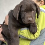 Aang-male-labrador-retriver-puppy-for-sale-1 (1)