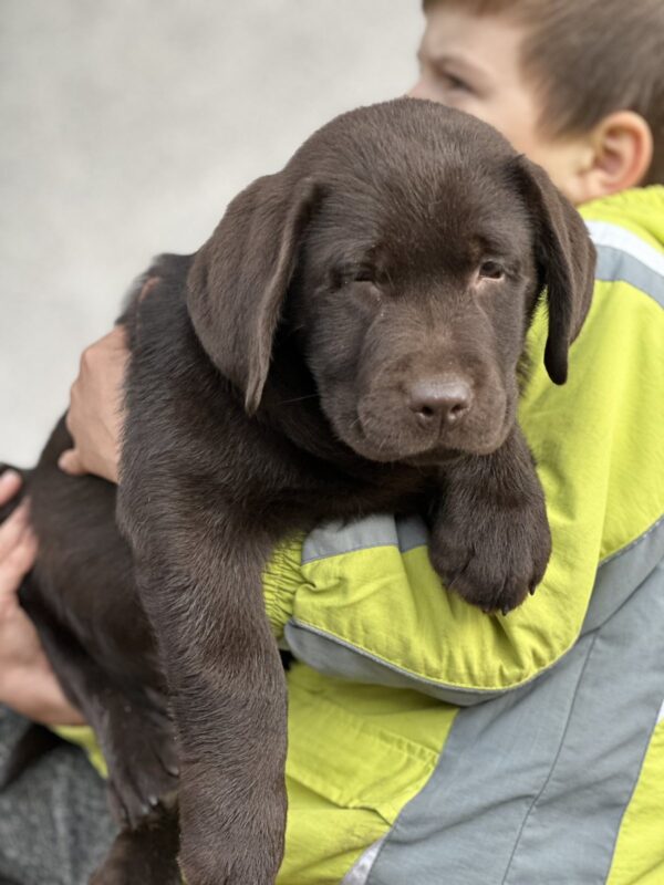 Aang Labrador Retriever Aang Labrador Retriever