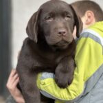 Aang-male-labrador-retriver-puppy-for-sale-1 (2)