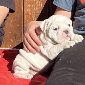 Adeliene English Bulldog