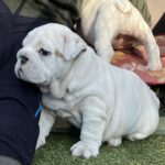 Arabella English Bulldog