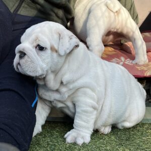 Adeliene English Bulldog