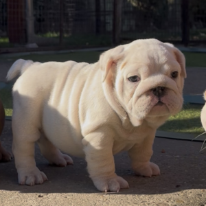 Adeliene English Bulldog