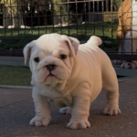 Miss Marpl English Bulldog