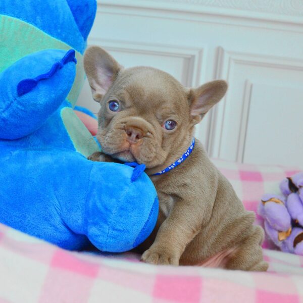 Adrenalin French Bulldog