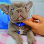 Adrenalin-male-french-bulldog-puppy-for-sale-1 (2)
