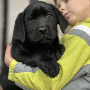 Ajax Labrador Retriever