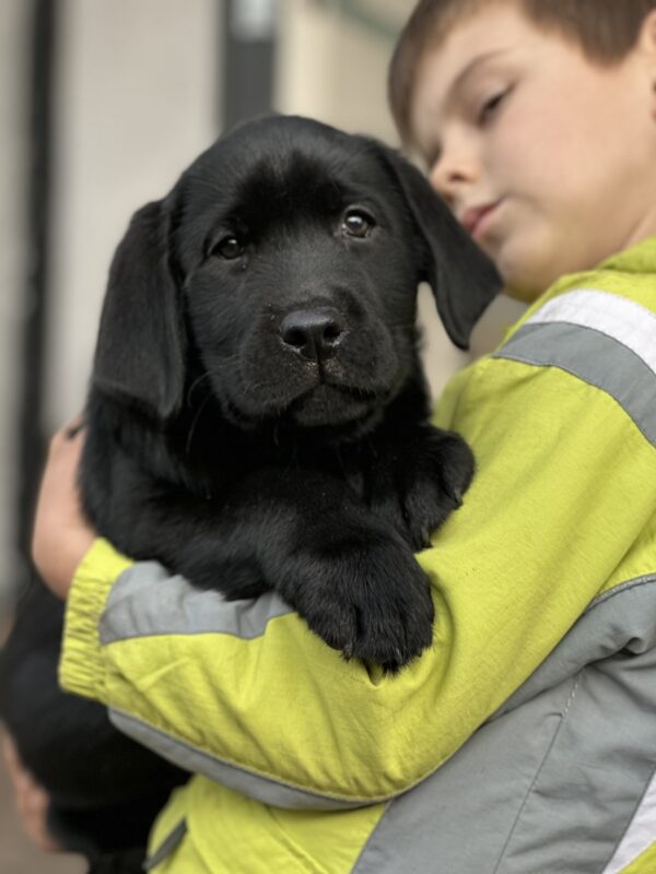 Ajax Labrador Retriever Ajax Labrador Retriever