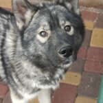 Arnold Siberian Husky