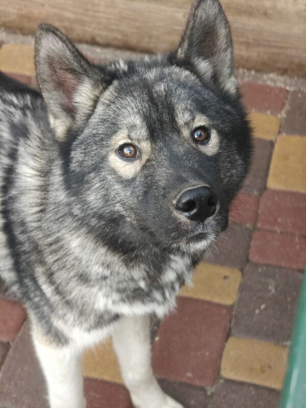 Alfred Siberian Husky