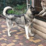 Alfred-male-Siberian-husky-puppy-for-sale-2