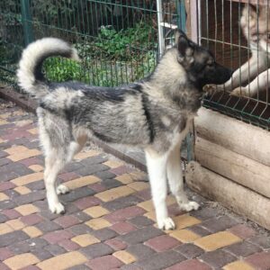 Alfred Siberian Husky