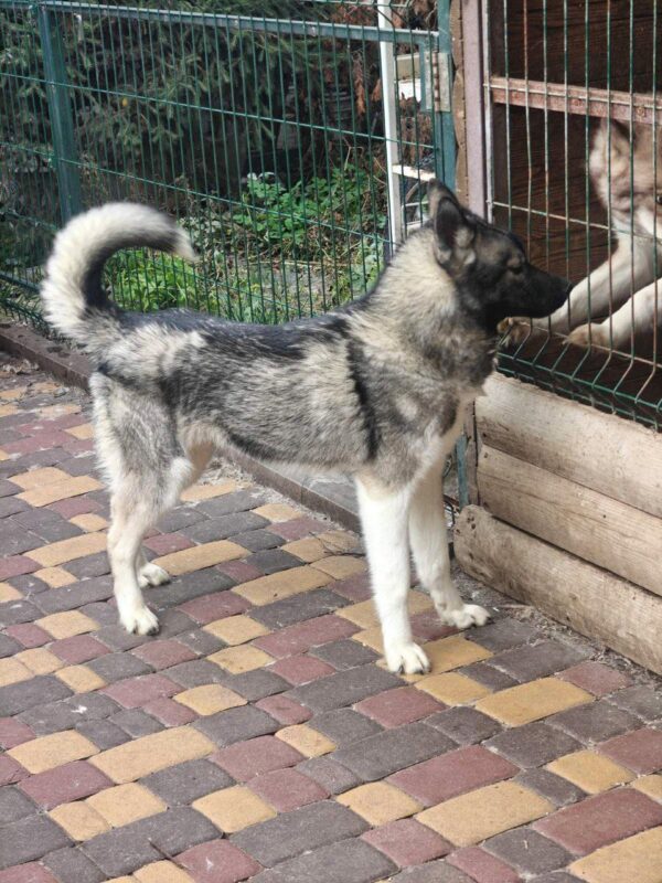 Alfred Siberian Husky