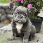 Alita-female-french-bulldog-puppy-for-sale-1 (1)
