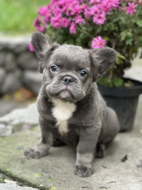 Alita Fluffy French Bulldog Alita Fluffy French Bulldog