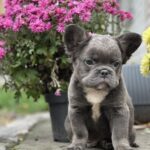 Alita-female-french-bulldog-puppy-for-sale-1 (2)