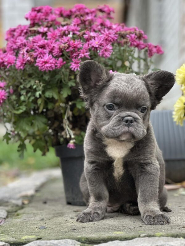 Alita Fluffy French Bulldog Alita Fluffy French Bulldog