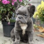 Alita-female-french-bulldog-puppy-for-sale-1 (3)
