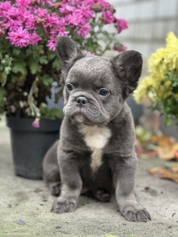 Alita Fluffy French Bulldog Alita Fluffy French Bulldog