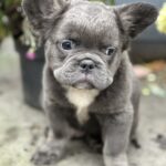 Alita-female-french-bulldog-puppy-for-sale-1 (4)