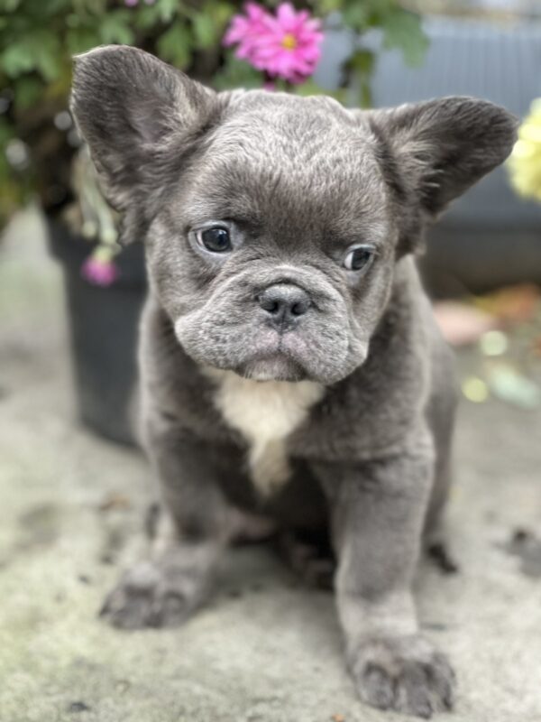 Alita Fluffy French Bulldog Alita Fluffy French Bulldog