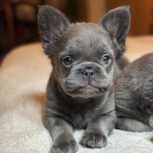 Alura Fluffy French Bulldog