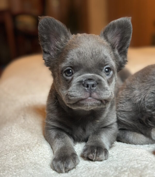 Alura Fluffy French Bulldog Alura Fluffy French Bulldog