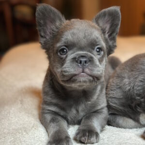 Alura Fluffy French Bulldog