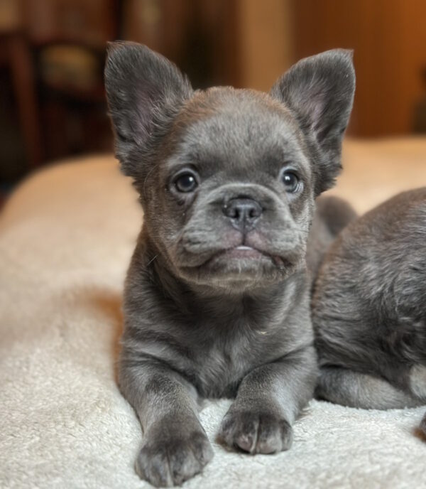 Alura Fluffy French Bulldog Alura Fluffy French Bulldog