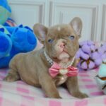 Amina-female-french-bulldog-puppy-for-sale-1 (1)