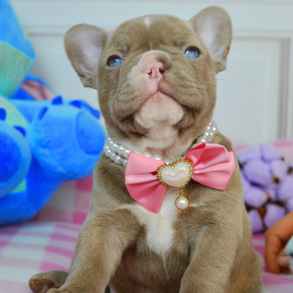 Amina French Bulldog Amina French Bulldog