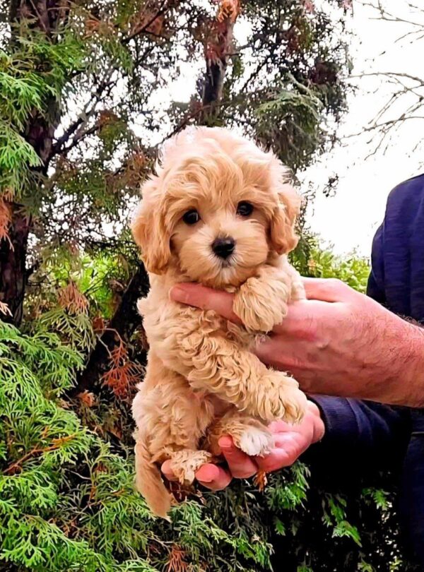 Amra Maltipoo Amra Maltipoo