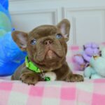 Amina French Bulldog