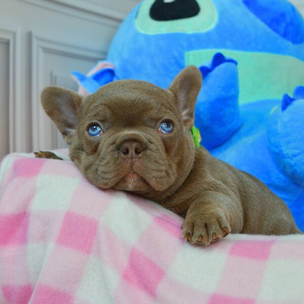 Amtaro French Bulldog Amtaro French Bulldog