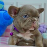 Anthrax-male-french-bulldog-puppy-for-sale-1 (1)