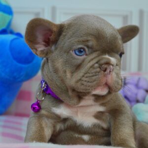 Anthrax French Bulldog