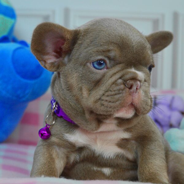 Anthrax French Bulldog Anthrax French Bulldog