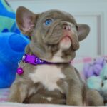 Amina French Bulldog