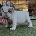 Arabella-female-English-bulldog-puppy-for-sale-1 (1)