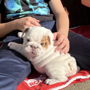 Arabella English Bulldog