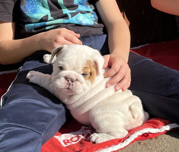 Arabella English Bulldog
