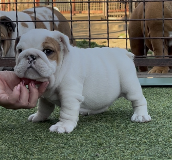 Arabella English Bulldog