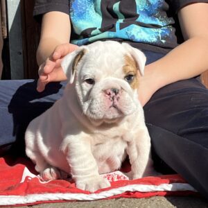Arabella English Bulldog