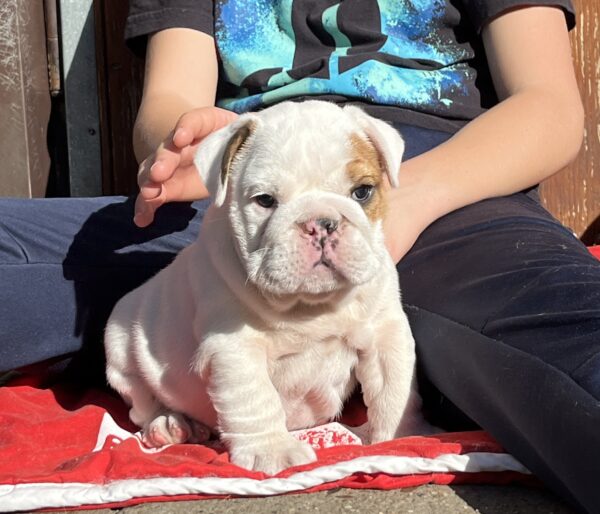 Arabella English Bulldog