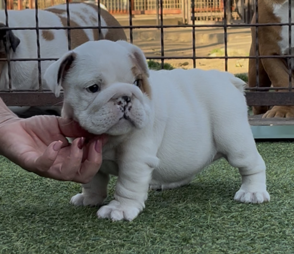 Arabella English Bulldog