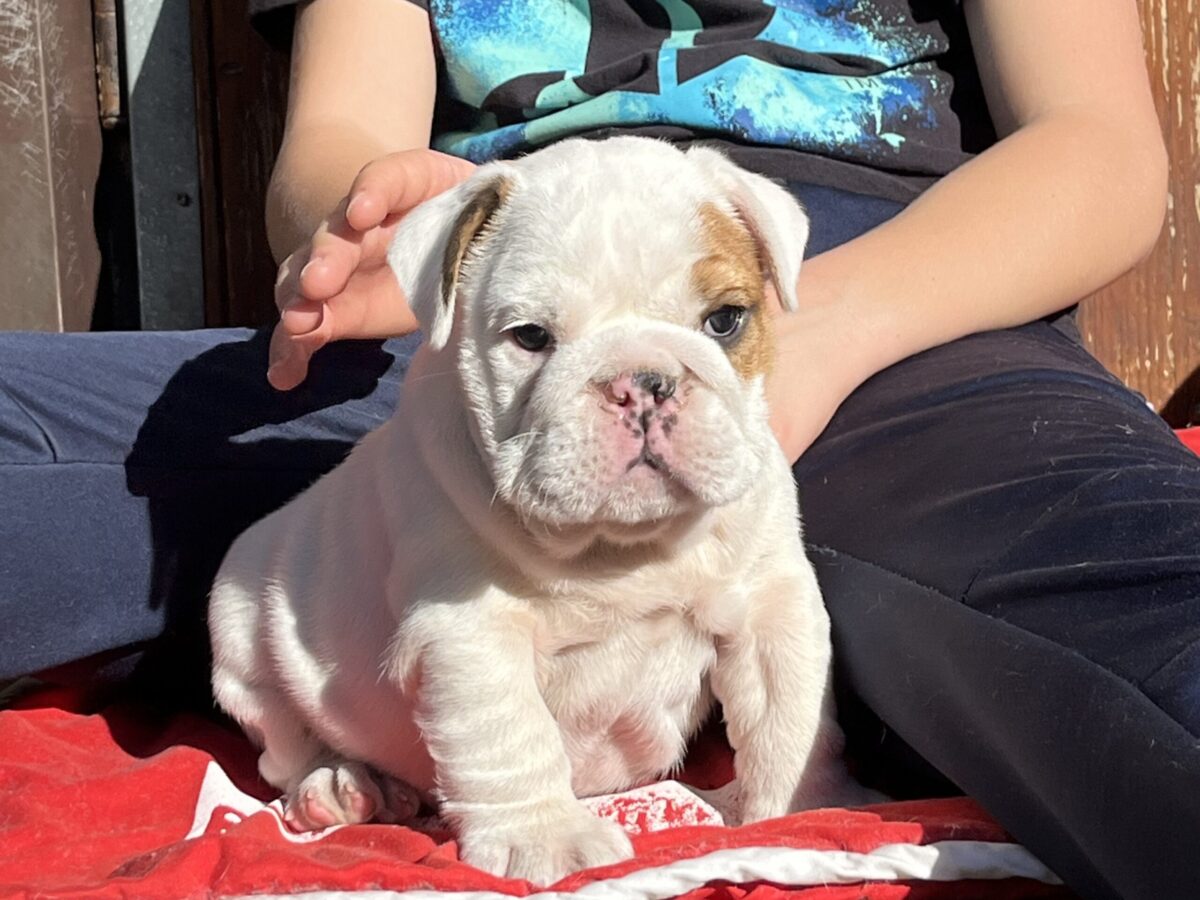 English Bulldog Dogs and Puppies for sale