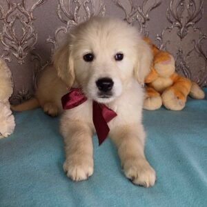 Aramy Golden Retriever