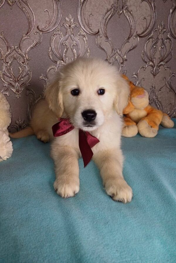 Aramy Golden Retriever