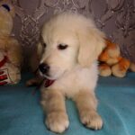 Aramy-male-Golden-Retriever-puppy-for-sale-2