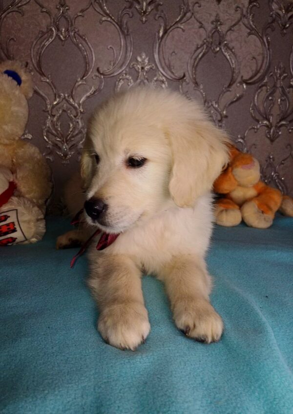 Aramy Golden Retriever